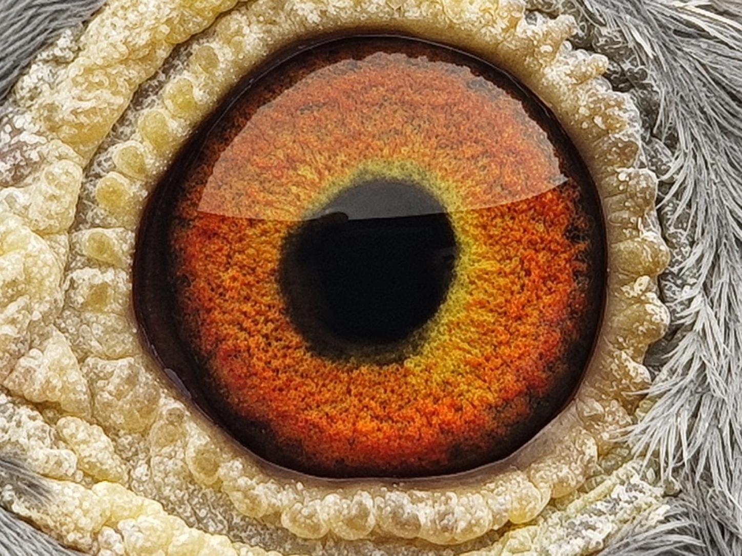 Pigeon eye